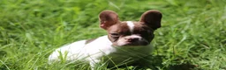 French Bulldog dogs for sale: French Bulldog 3 - Ad 6