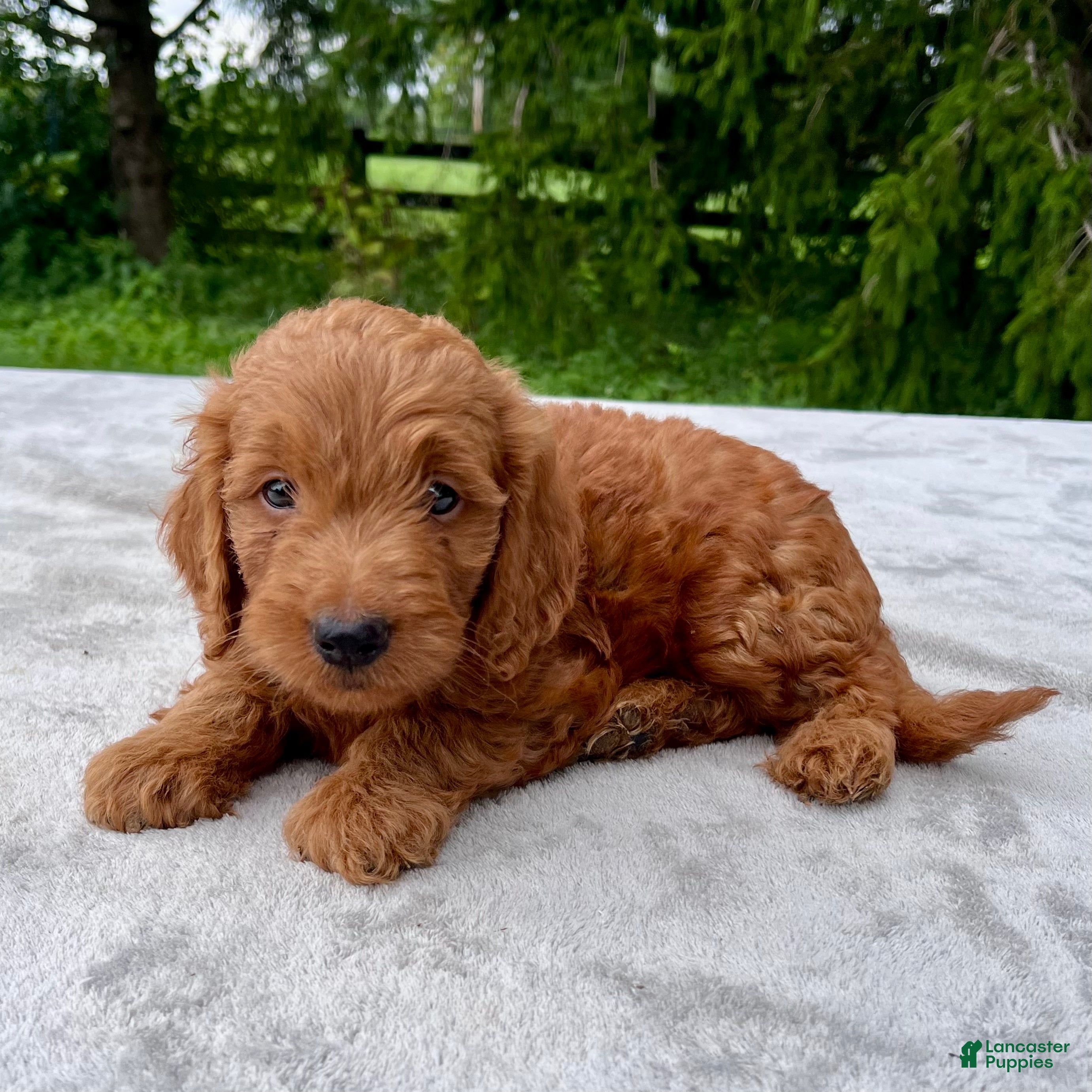 Goldendoodle dogs Hawkeye medium sized - Ad 1