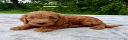 Goldendoodle dogs for sale: Hawkeye medium sized - Ad 1