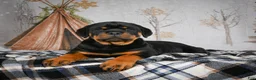 Rottweiler dogs for sale: Tara/ Mocha – Santos Ad-Dirah - Ad 5
