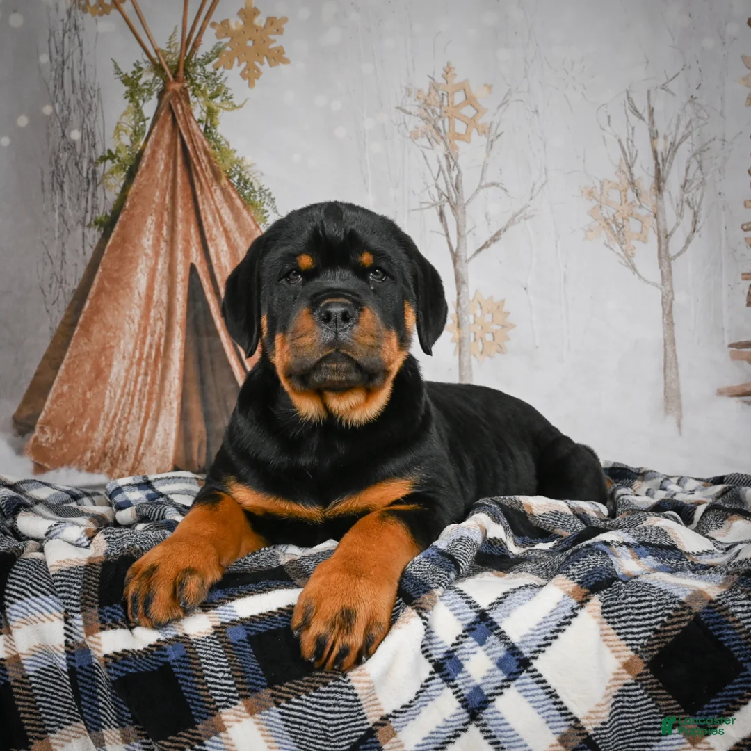 Rottweiler dogs for sale: Tara/ Mocha – Santos Ad-Dirah - Ad 5