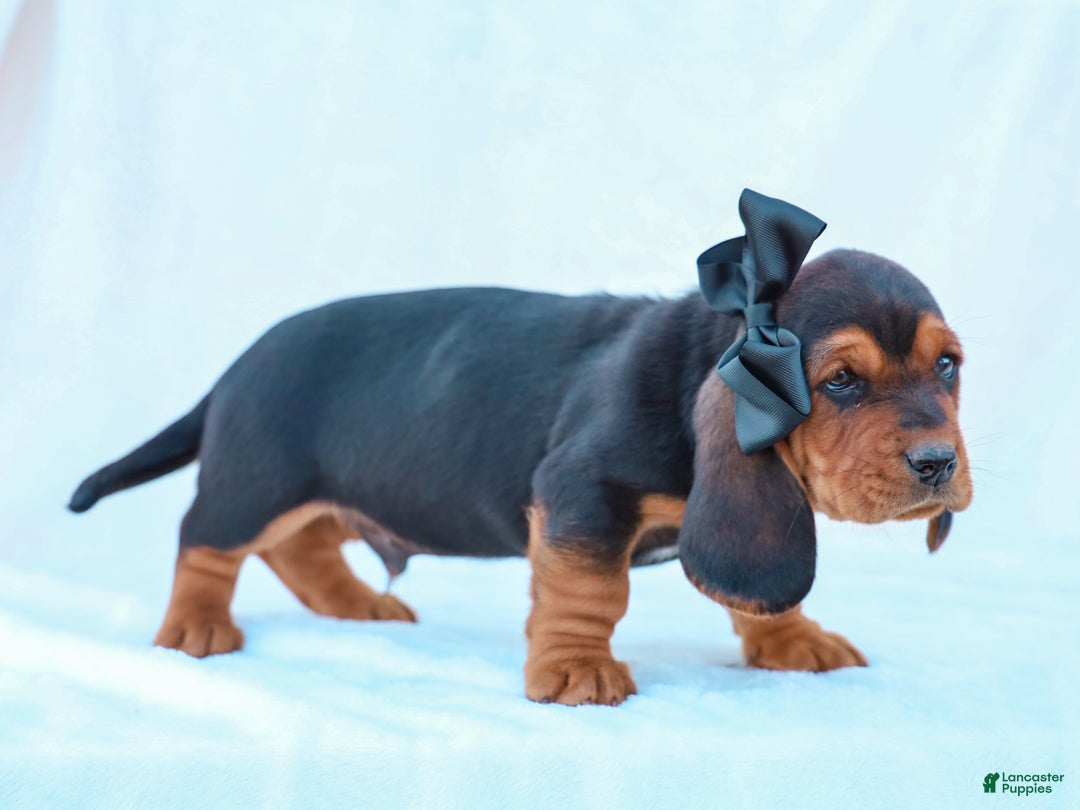 Basset Hound dogs for sale: Walker Basset Hound Pup - Ad 2