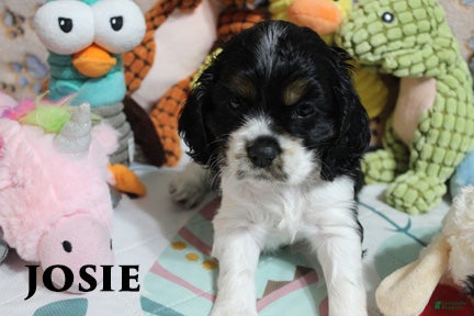Cocker Spaniel dogs Josie - Ad 2