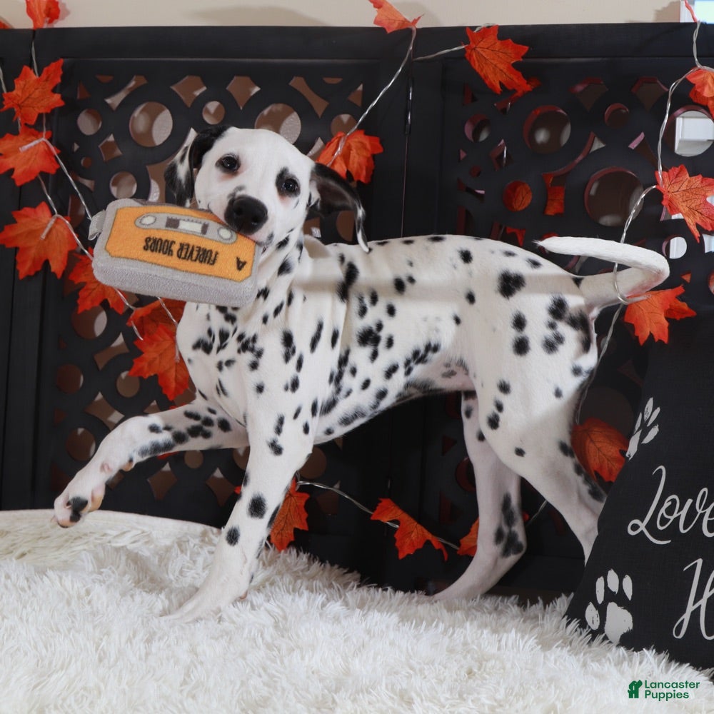 Dalmatian dogs Daisy - Ad 8