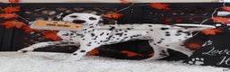 Dalmatian dogs for sale: Daisy - Ad 1