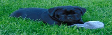 Roxy 