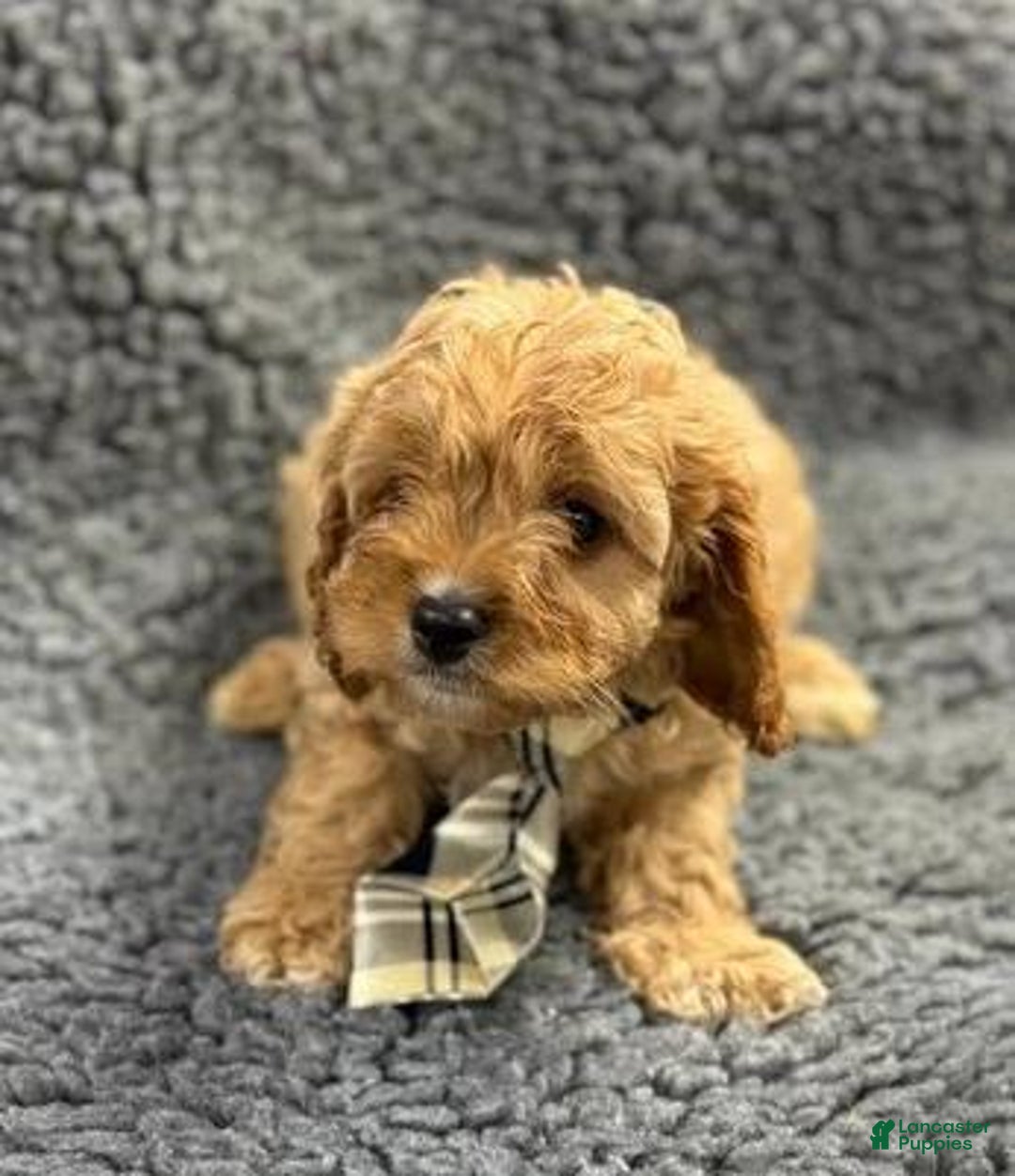 Cavapoo dogs for sale: Jordan - Ad 1