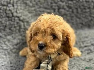 Cavapoo dogs Jordan - Ad 23