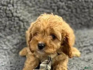 Cavapoo dogs Jordan - Ad 8