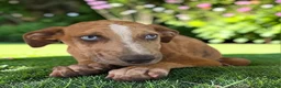 Catahoula Leopard Dog dogs for sale: Tigger 2026 Female 1 - Ad 7