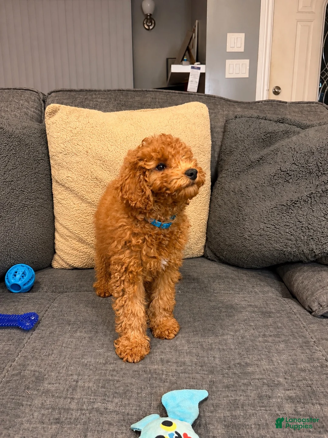 Mini Goldendoodle dogs for sale: Fredo - Ad 2