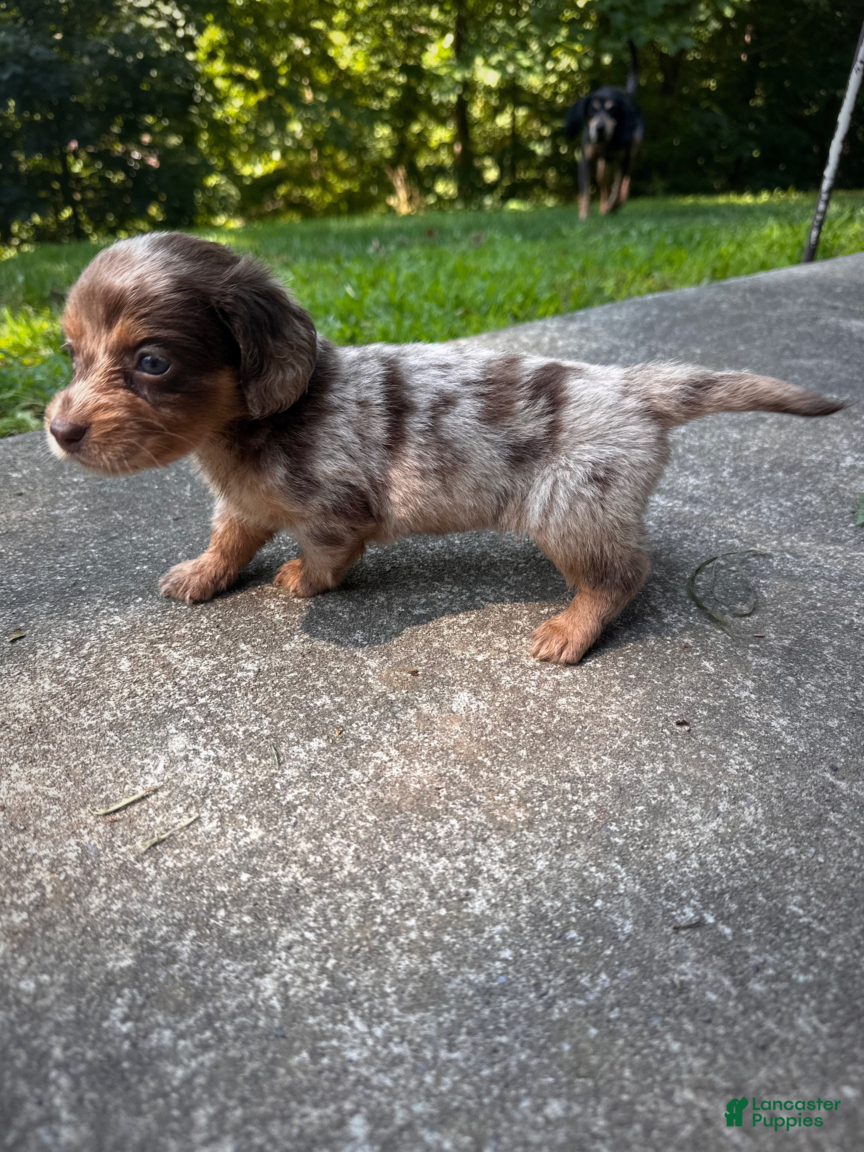 Dachshund dogs Female Two - Ad 2