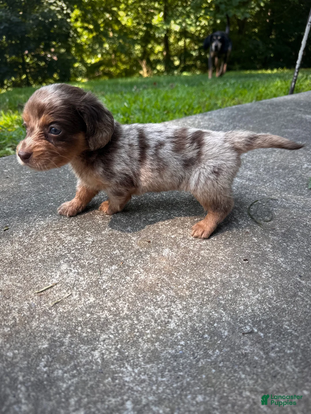 Dachshund dogs for sale: Female Two - Ad 2