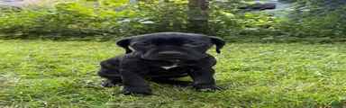 Cane Corso 7
