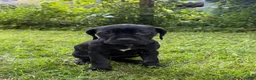 Cane Corso dogs for sale: Cane Corso 7 - Ad 1