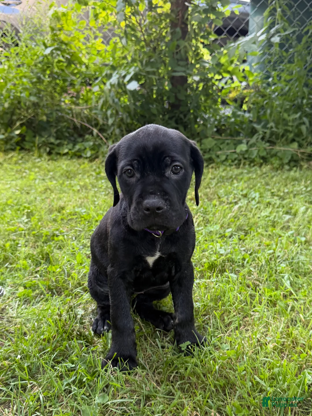 Cane Corso dogs for sale: Cane Corso 7 - Ad 1