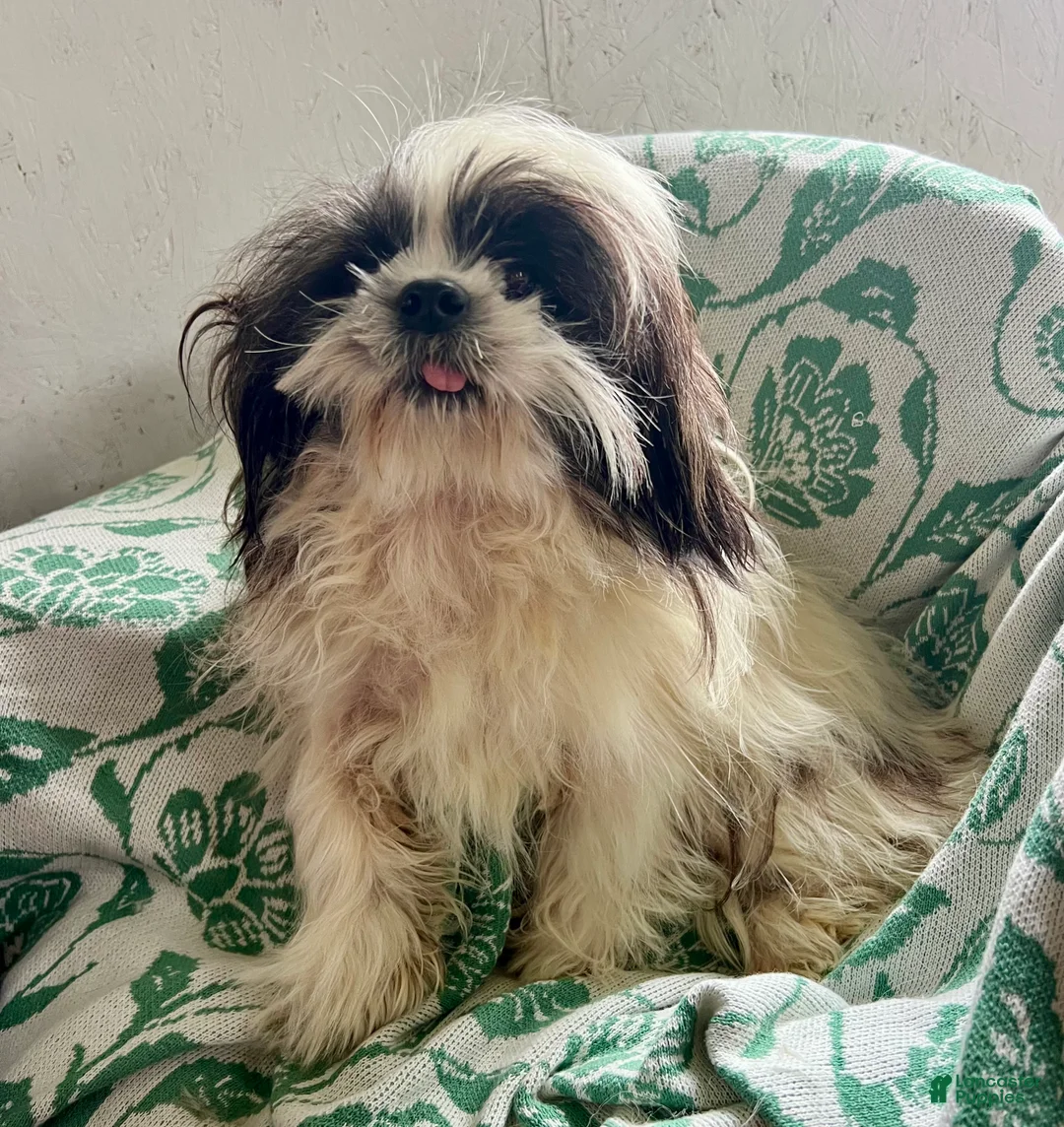 Shih Tzu dogs for sale: Nathan - Ad 1