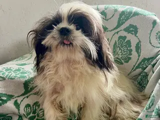 Shih Tzu dogs for sale: Nathan - Ad 4