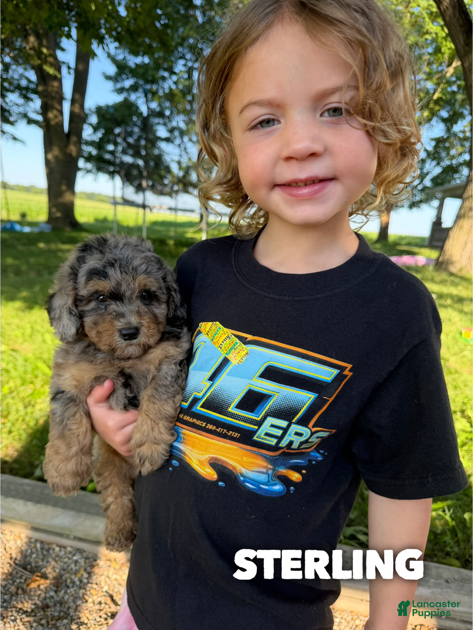Mini Aussiedoodle dogs Starling - Micro Mini F1b - Ad 33