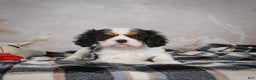 Cavalier King Charles Spaniel dogs for sale: Maggie - Ad 14