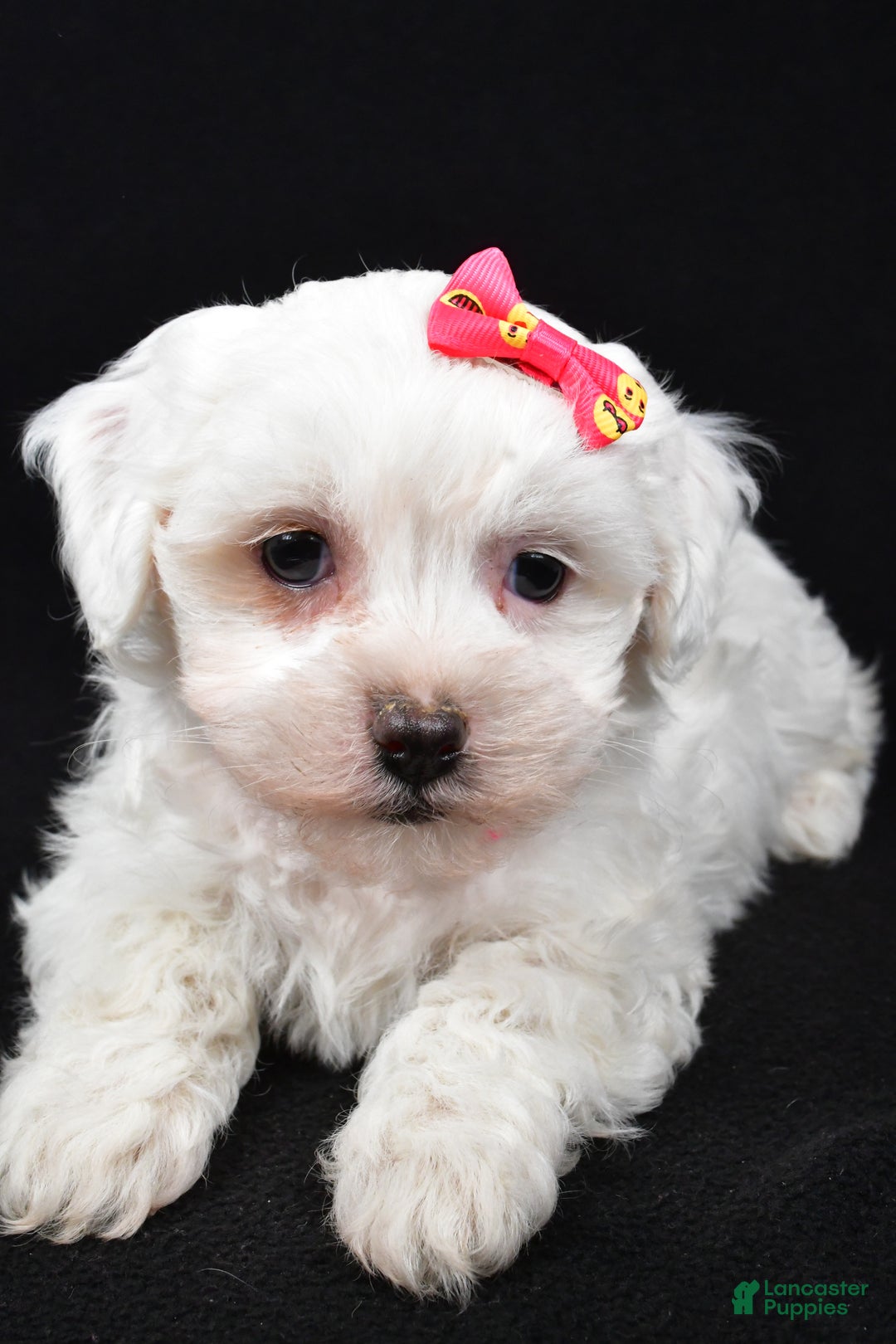 Maltipoo dogs for sale: Jane - Ad 7