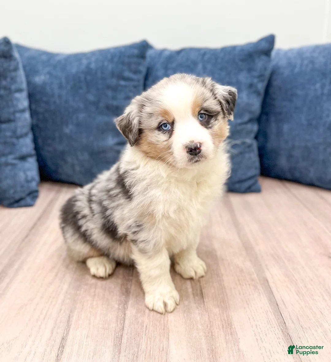 Australian Shepherd dogs for sale: Lady - Ad 1