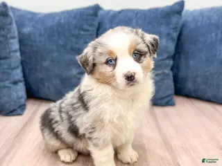 Australian Shepherd dogs Lady - Ad 42