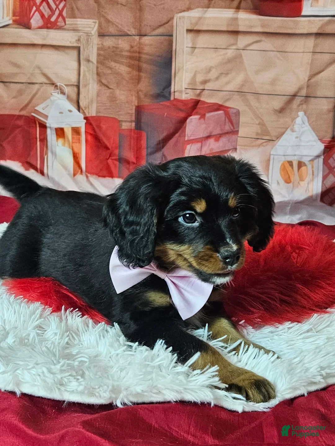 Miniature Bernese Mountain Dog dogs for sale: Scent trained boy Miniature Bernese Mountain Dog Puppy 1 - Ad 2