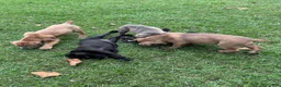 Cane Corso dogs for sale: Cane Corso 1 - Ad 22