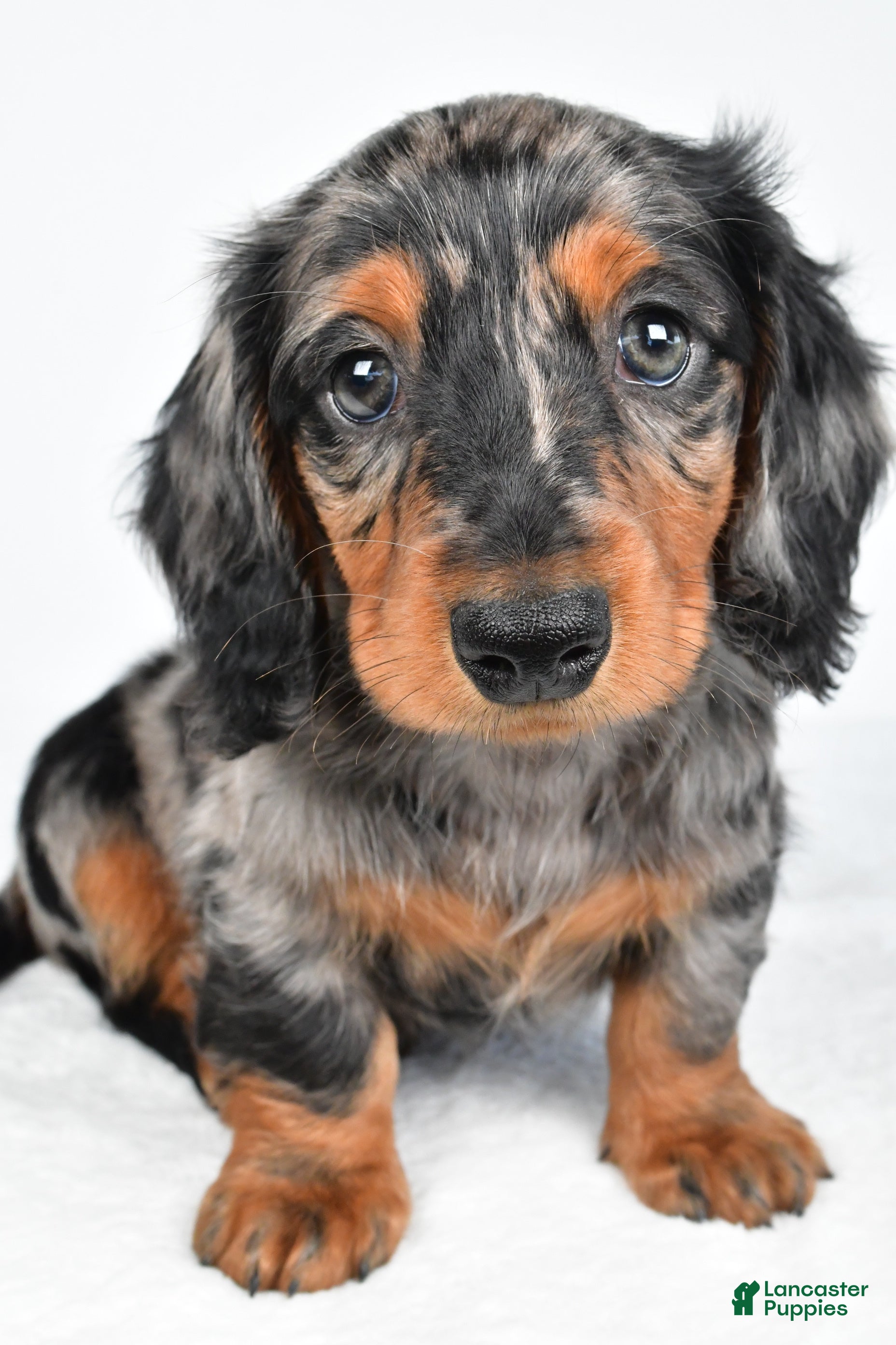 Miniature Dachshund dogs Captain - Ad 2