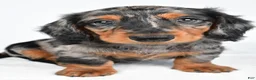 Miniature Dachshund dogs for sale: Captain - Ad 2