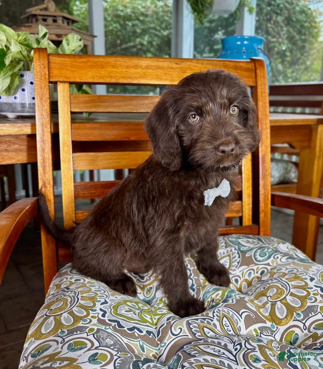 Labradoodle dogs for sale: Oscar - Ad 1