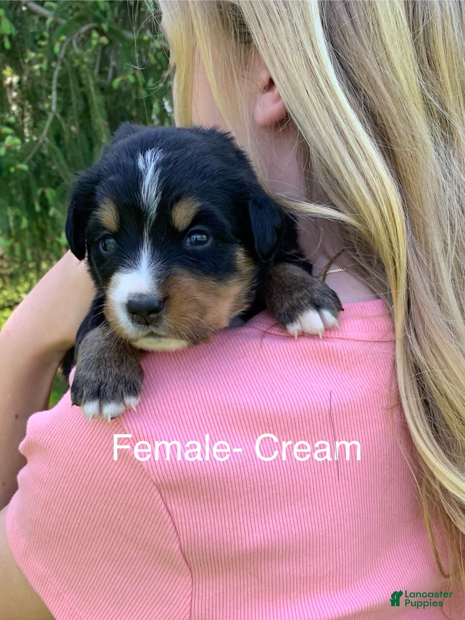 Bernese Mountain Dog dogs Bernese Mountain Dog Puppy 13 - Ad 14