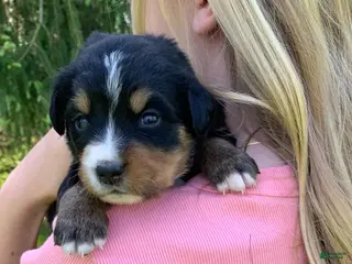 Bernese Mountain Dog dogs Bernese Mountain Dog Puppy 13 - Ad 14