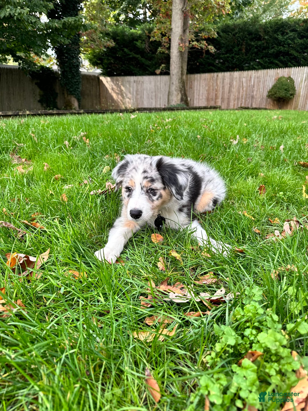 Gallery Image {{count}}