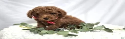 Toy Poodle dogs for sale: Bailey - Ad 5