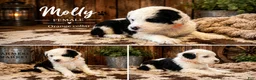 Sheepadoodle dogs for sale: Molly - Ad 1