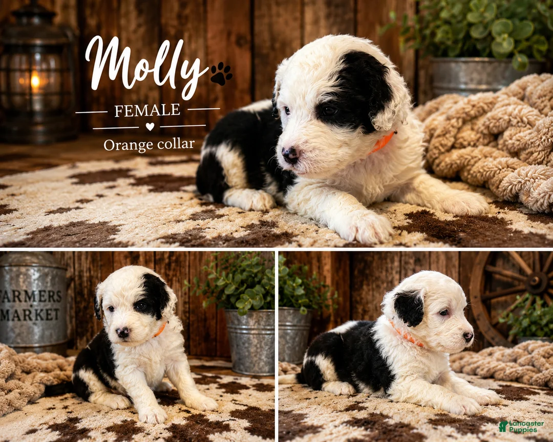 Sheepadoodle dogs for sale: Molly - Ad 1