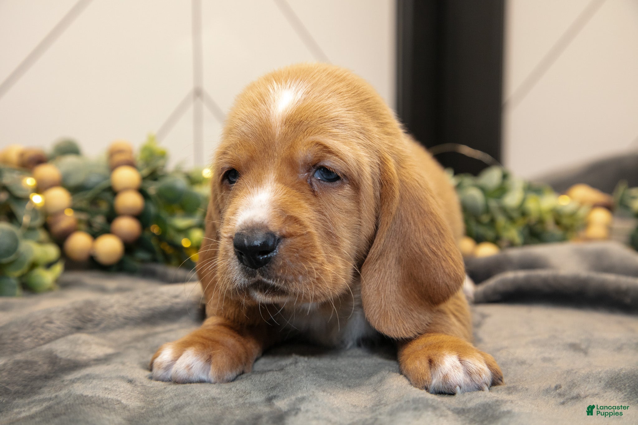 Basset Hound dogs Dallas - Ad 2