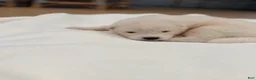 Samoyed dogs for sale: Ron - Ad 6