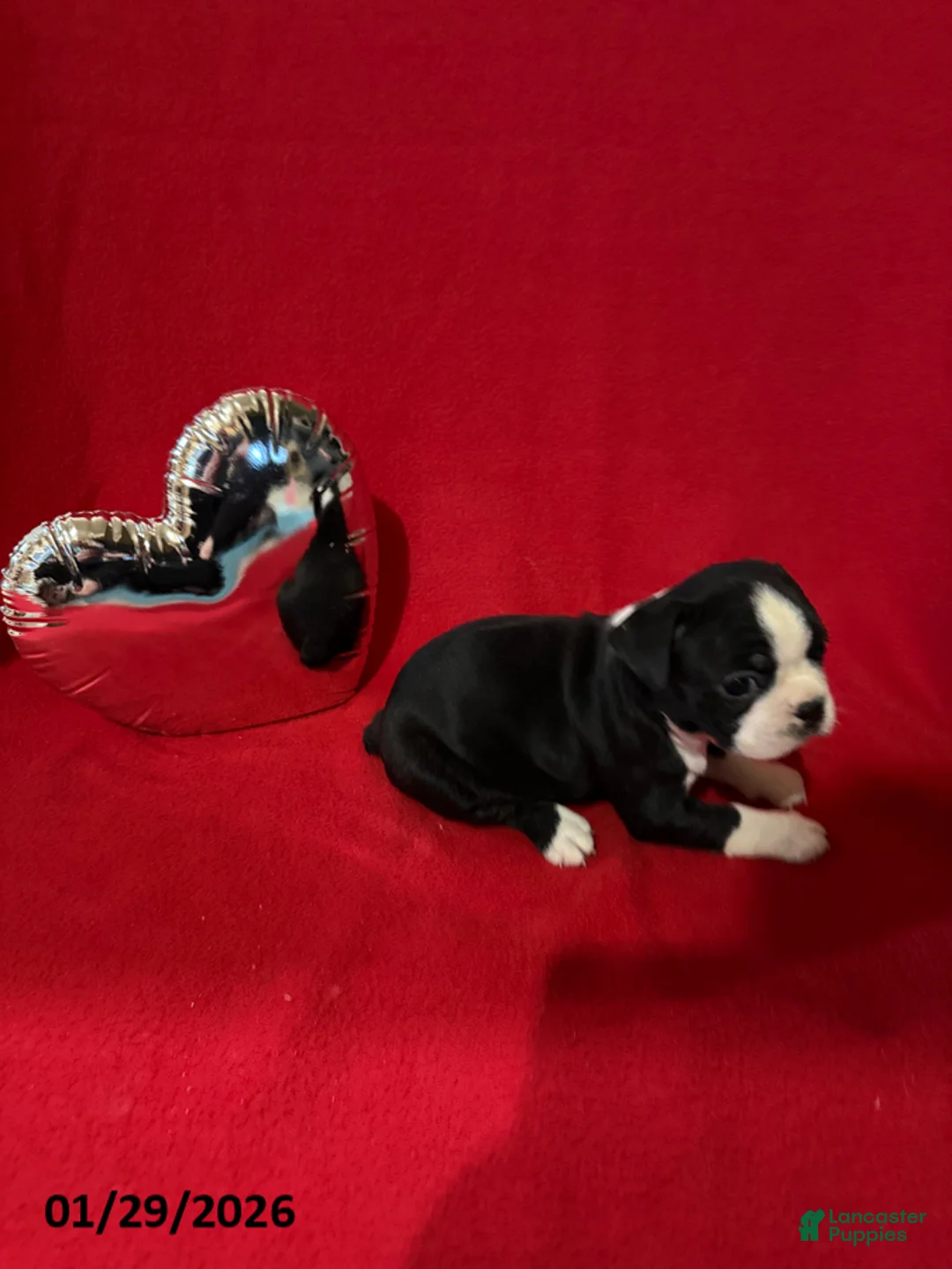 Boston Terrier dogs for sale: Holly - Ad 2