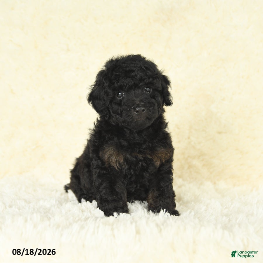 Toy Poodle dogs Scott - Ad 1