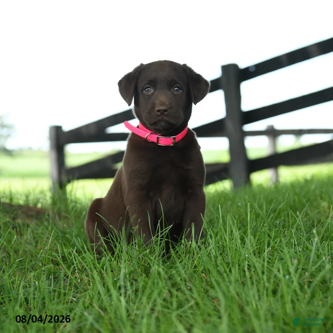 Labrador Retriever dogs for sale: Atlas - Ad 1