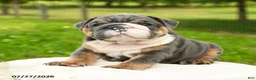 English Bulldog dogs for sale: Mr Blue - Ad 1
