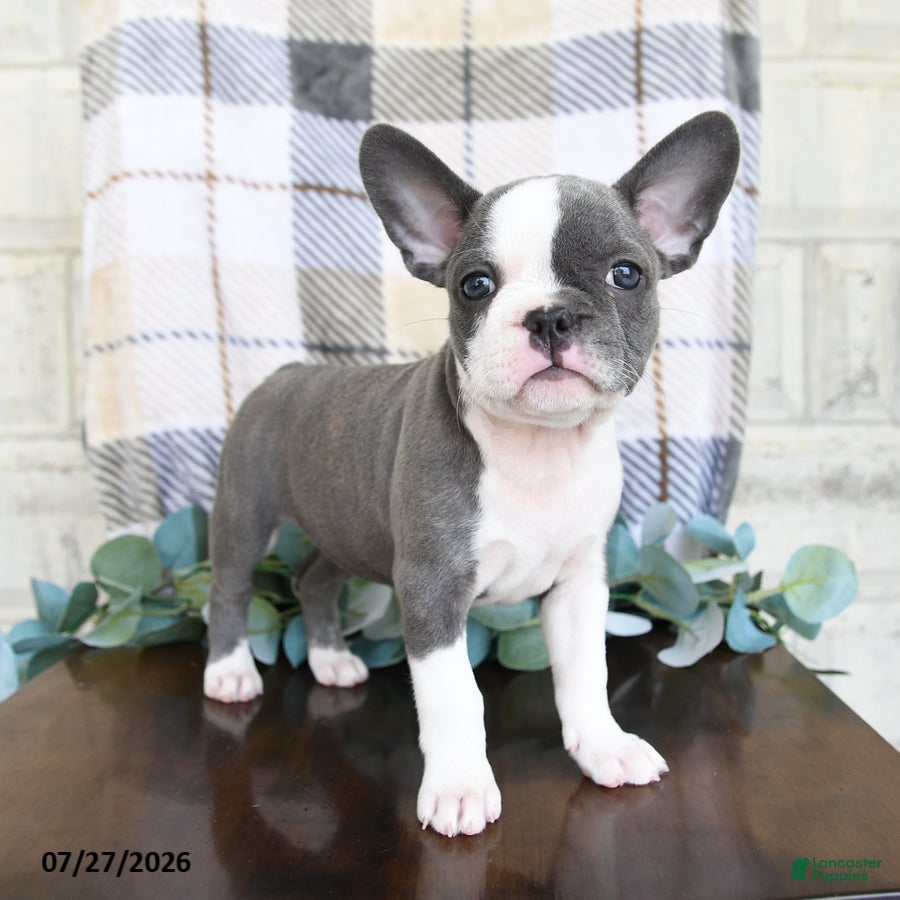 Frenchton dogs Jessica - Ad 2