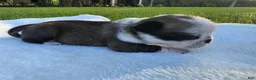 Pug dogs for sale: Female panda puppy - Ad 5