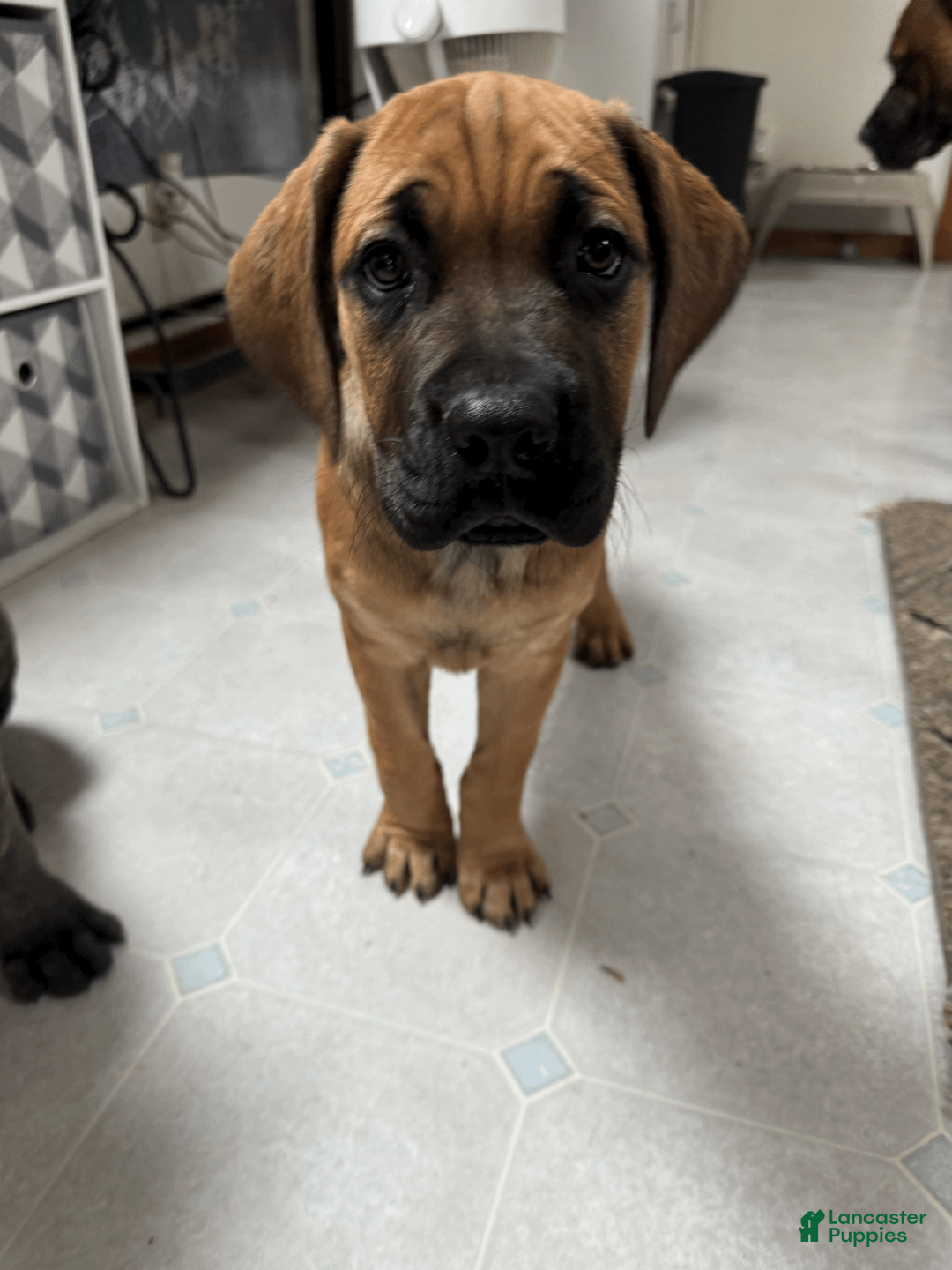 Cane Corso dogs for sale: Clapper- blue boy - Ad 3