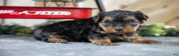 Yorkshire Terrier dogs for sale: Romper - Ad 2