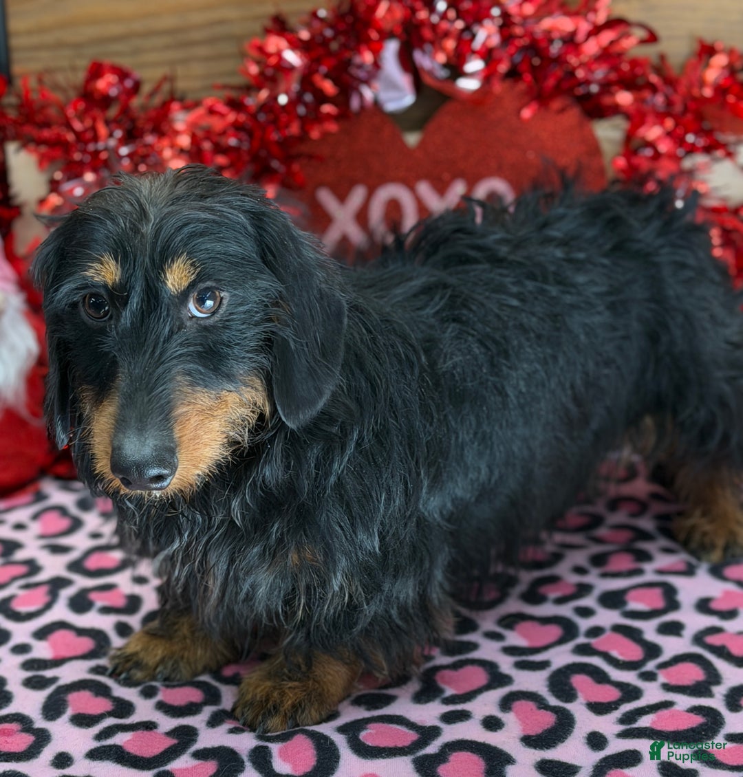 Dachshund dogs for sale: River - Ad 3