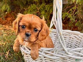 Cavalier King Charles Spaniel dogs - Ad 36